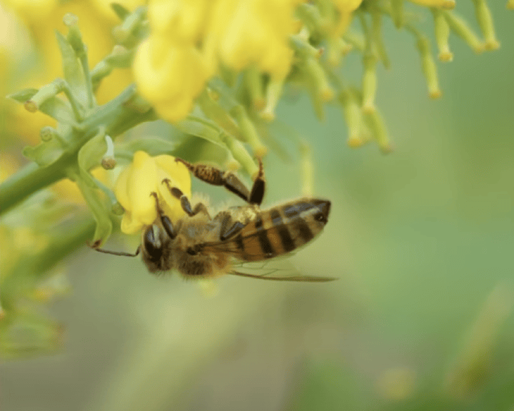 bee population decline